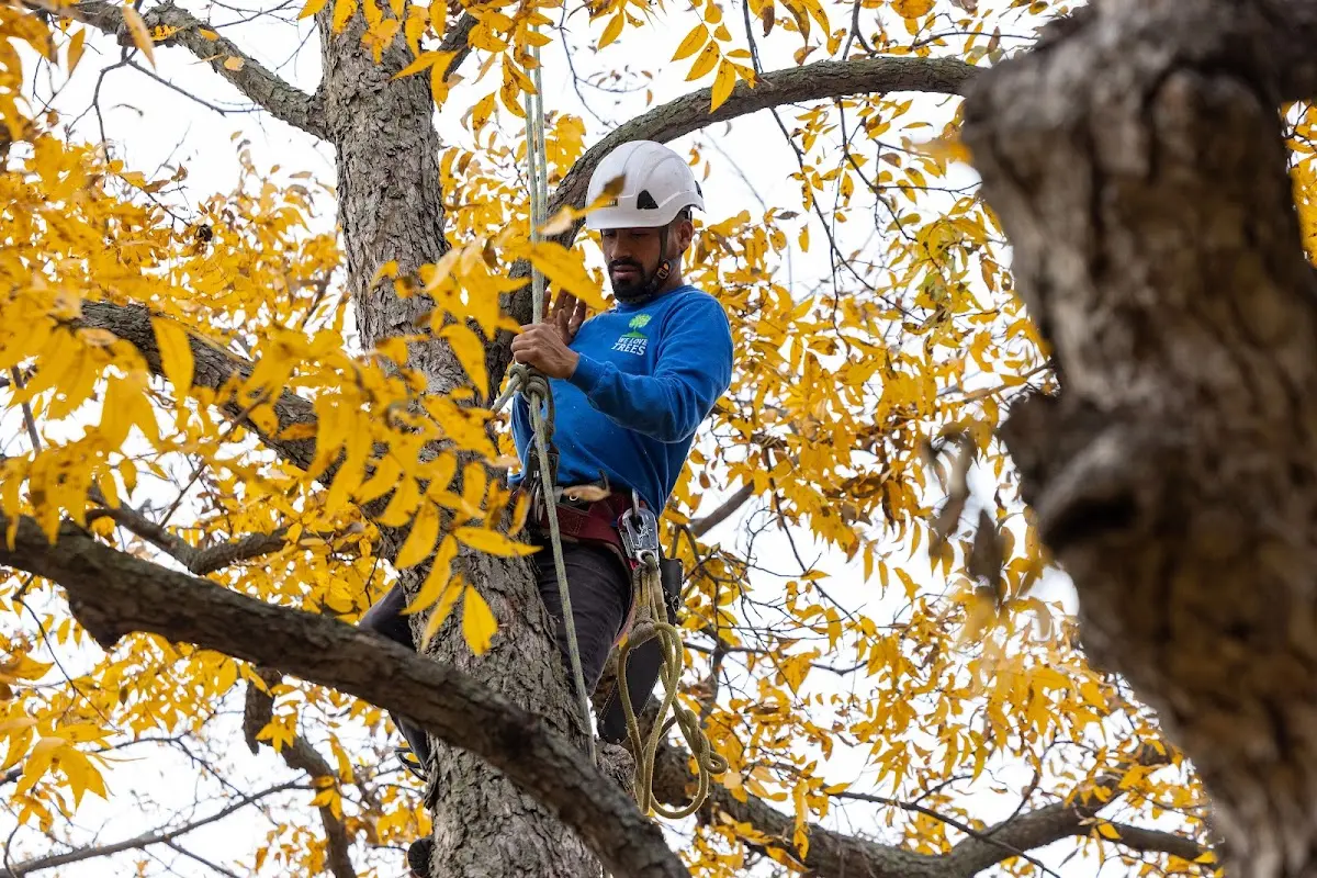 Skilled Storm Damage Cleanup crew working in Elmhurst