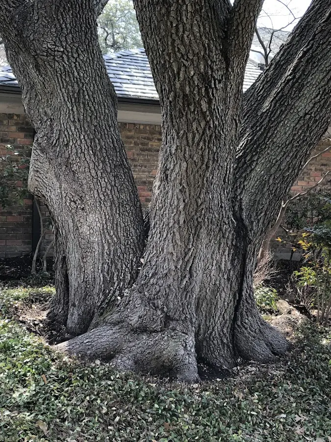 Mature heritage tree close to a Elmhurst property cared for by certified arborists